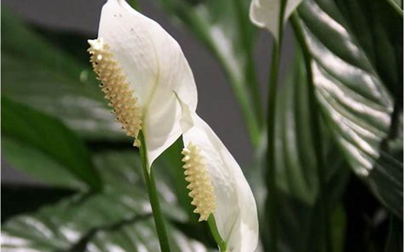 Peace Lily